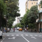 Guayacanes engalanan a diario el paso a lo largo de la calle Chimborazo, en el centro de Guayaquil.