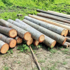 La balsa representa aproximadamente el 40 % de las exportaciones de la industria maderera nacional
