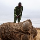 Lesidai Kipelian, guardabosques comunitario del rancho colectivo Olgulului-Ololarashi, fotografía los restos de Genghis Khan, un elefante macho de 11 años.
