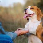 El Club de Firu ofrecerá una nueva edición gratuita de educación canina en Quito desde septiembre de 2026.