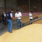 Foto referencial de la cosecha de maíz en Ecuador.