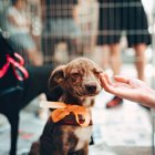 Tres mascotas serán seleccionadas para convertirse en los rostros de los nuevos vehículos municipales que ofrecerán esterilización gratuita en diferentes sectores de Quito.