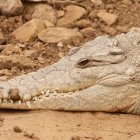 Los humanos entran en conflicto con la especie por falta de educación ambiental.