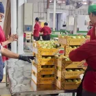 En 2025, Ecuador exportó alrededor de 14 millones de cajas de mango.
