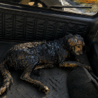 El perro fue trasladado para recibir atención veterinaria, mientras el Municipio de Quito negó que maquinaria municipal estuviera involucrada en el caso