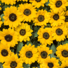 Las flores amarillas se han convertido en una tradición popular cada 21 de septiembre.