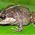 La nueva rana descubierta, 'Lynchius romolerouxae'