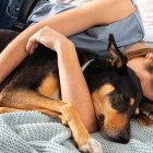 Lo mejor de la tarde: una siesta en compañía canina