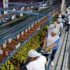 Oferta. El mal clima adelantó la cosecha de mangos, pero el sector espera una baja del 40 % de su producción