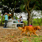 Las familias aún acuden al parque El Lago a realizar actividades al aire libre, como preparar alimentos y pedalear.