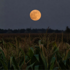 La Luna de la Cosecha del 26 de septiembre de 2026 comparte cielo con Saturno y Neptuno, ambos visibles cerca del disco lunar esa noche