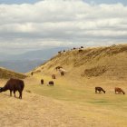Si buscas una experiencia instagrameable, Cochasquí ofrece 50 llamas para interactuar y alimentar, rodeadas de paisajes andinos que sorprenden a visitantes.
