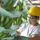 Según el Banco Central del Ecuador (BCE), de enero a julio de este año, este sector generó al país $ 2.740 millones en divisas.