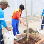 Estudiantes, docentes y padres de familia participaron en la siembra de 44 árboles nativos en la avenida Ángel Calderón Muñoz, en Mucho Lote 2.