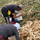 Agricultores buscan entre las plantas tumbadas por el viento las mazorcas que puedan vender.