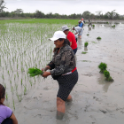 os cultivos de arroz serían de los más perjudicados por el fenómeno de El Niño.