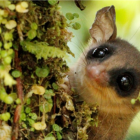 La marmosa rojiza fue una de las especies registradas.