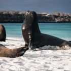 Las nuevas normas de Galápagos establecen distancias mínimas para observar fauna silvestre.