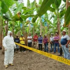 Técnicos reforzarán la vigilancia y prevención de plagas que afectan a cultivos agrícolas en Ecuador.