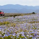 Una camioneta circula por una carretera bordeada de flores silvestres en el desierto de Atacama, cerca de Copiapó, Chile, el 17 de septiembre de 2026.