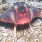 El pez murciélago de labios rojos (Ogcocephalus darwini) se desplaza sobre el fondo marino de Galápagos mediante sus aletas modificadas.
