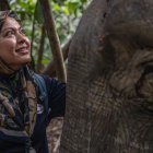 Farina Othman, conservacionista de elefantes de Borneo y fundadora de Seratu Aatai, susurrándole a una elefanta de Borneo tras una operación de colocación de collar GPS.