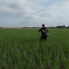 El arroz de verano recolectado en la Costa registra mermas atribuidas a problemas de vaneamiento por altas temperaturas y a la presencia de la bacteria Burkholderia glumae.