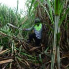 Un agricultor trabajando en la zafra en Ecuador.
