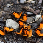 Grupo de mariposas registradas en Sumaco, Napo.