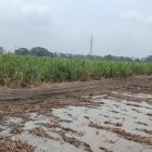 Producción. Las lluvias obligaron a los ingenios a suspender la zafra.