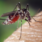 El tratamiento del dengue se enfoca en controlar los síntomas y vigilar posibles signos de alarma.