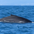 El avistamiento de ballenas en Puerto López suele extenderse hasta octubre de cada año.