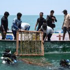 Buzos científicos descendiendo al mar estructuras para pastos marinos frente a la isla Kariyachalli, cerca de la costa de Thoothukudi, en el estado indio de Tamil Nadu.