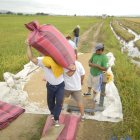 Agricultores trabajando en un cultivo de arroz.