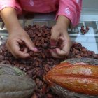 Productores y exportadores coinciden en pedir voz en la ley del cacao, aunque debaten sobre precios.