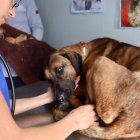 El rescate de la perrita se realizó bajo la lluvia y por un terreno complicado hasta llegar a un punto seguro.
