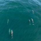 Una ballena azul adulta junto a su cría fue registrada a inicios de septiembre en Punta Pitt, San Cristóbal.