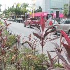 Las peatonales y áreas verdes de Urdesa requieren mantenimiento permanente, con tareas que involucran al Municipio y la participación de los vecinos.