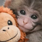 La obra será publicada por la editorial Gakken y reunirá fotografías, relatos y contenido educativo sobre la especie.