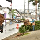 668 palmeras han sido retiradas durante el proceso de reconversión.