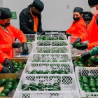 Trabajadores de una empacadora revisan la calidad del aguacate previo al envío internacional