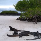 Tortuga Bay, en la isla Santa Cruz, tendrá restricciones temporales por el fuerte oleaje.