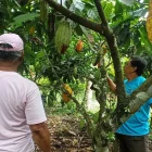 l clima sacude al cacao y vuelve a mover el mercado internacional.