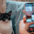Un usuario fotografía a un gato con Cat Collector para convertir el encuentro en una tarjeta digital coleccionable.