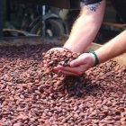 El cacao en el proceso de secado.
