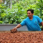 Una persona vigila el secado de cacao al sol.