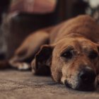 Organizaciones y ciudadanos exigen que se investigue la muerte de un perro en Machala y se determinen responsabilidades.