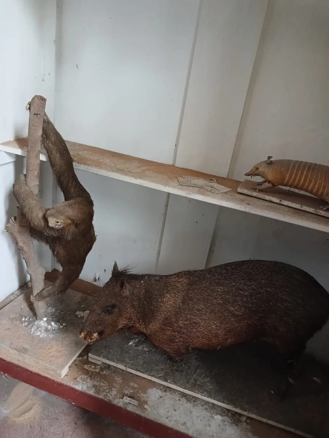 Animales disecados reposan en el interior del museo entomológico del colegio Vicente Rocafuerte.