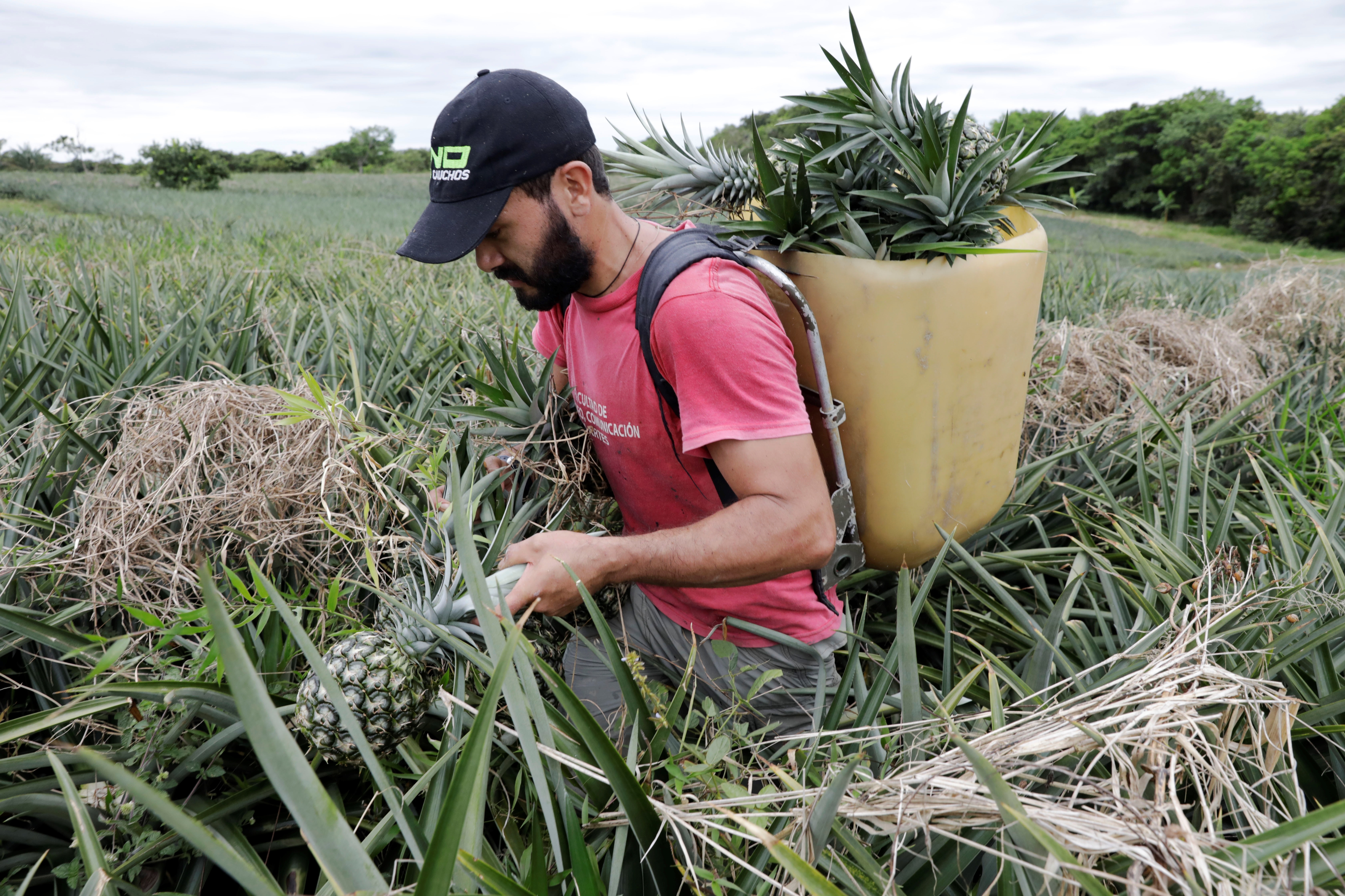Costa Rica utilizará los residuos de la piña y el café para la ...